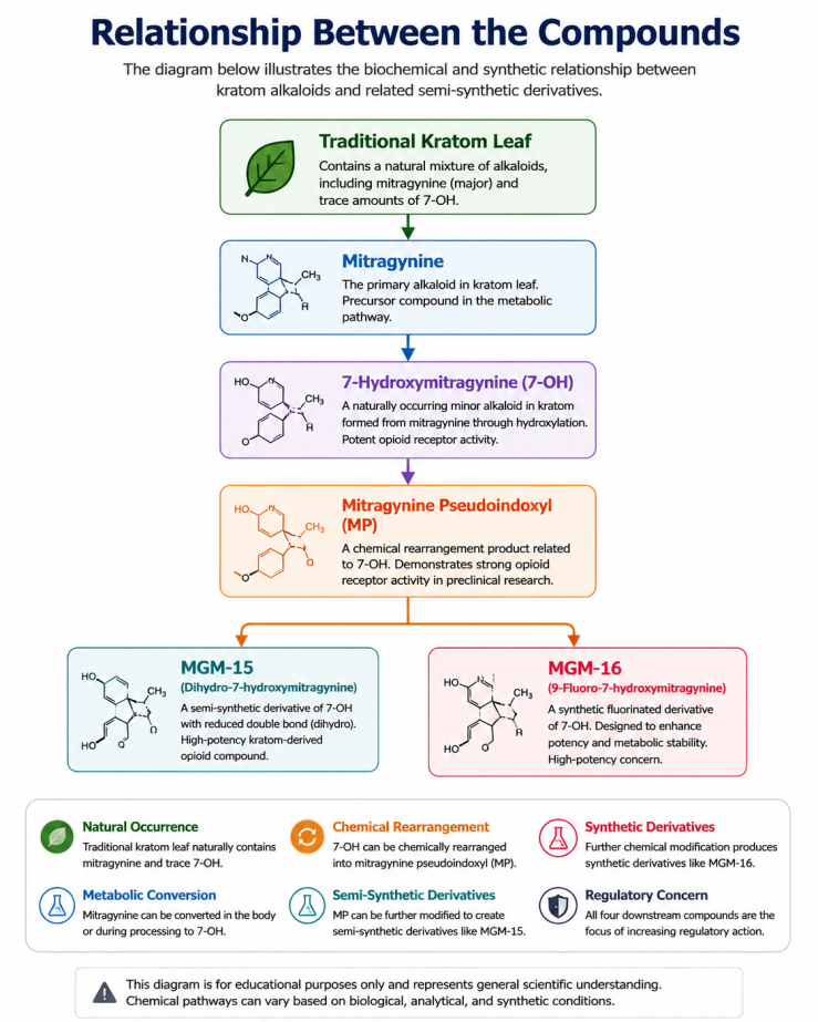 Infographic illustrating the relationship between traditional kratom leaf, mitragynine, 7-hydroxymitragynine (7-OH), mitragynine pseudoindoxyl (MP), MGM-15, and MGM-16, showing the progression from naturally occurring kratom alkaloids to semi-synthetic opioid derivatives and their increasing regulatory significance.